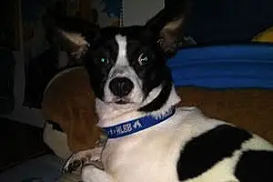 Name Chihuahua Dog Hansel