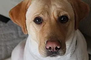 Name Labrador Retriever Dog Cabela