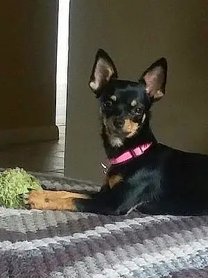 Name Chihuahua Dog Lia
