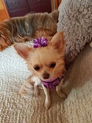 Name Chihuahua Dog Kyla