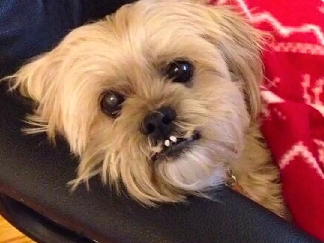 Tobey Teeth Dog Lhasa Apso Pet Photo Contest