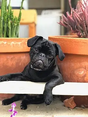 Name Dog Igor