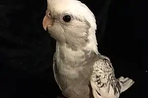 Name Parakeet Hawk