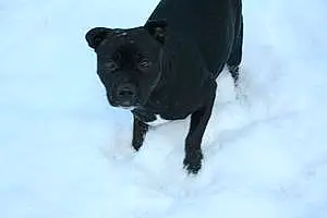 Name Staffordshire Bull Terrier Dog Krystal