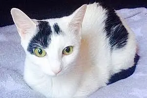 Name Cat Chibi