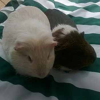 Benny&guinea