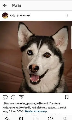Name Husky Dog Katara