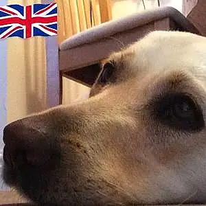 Name Labrador Retriever Dog Flossie