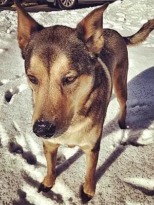 Name Alaskan Malamute Dog Kramer