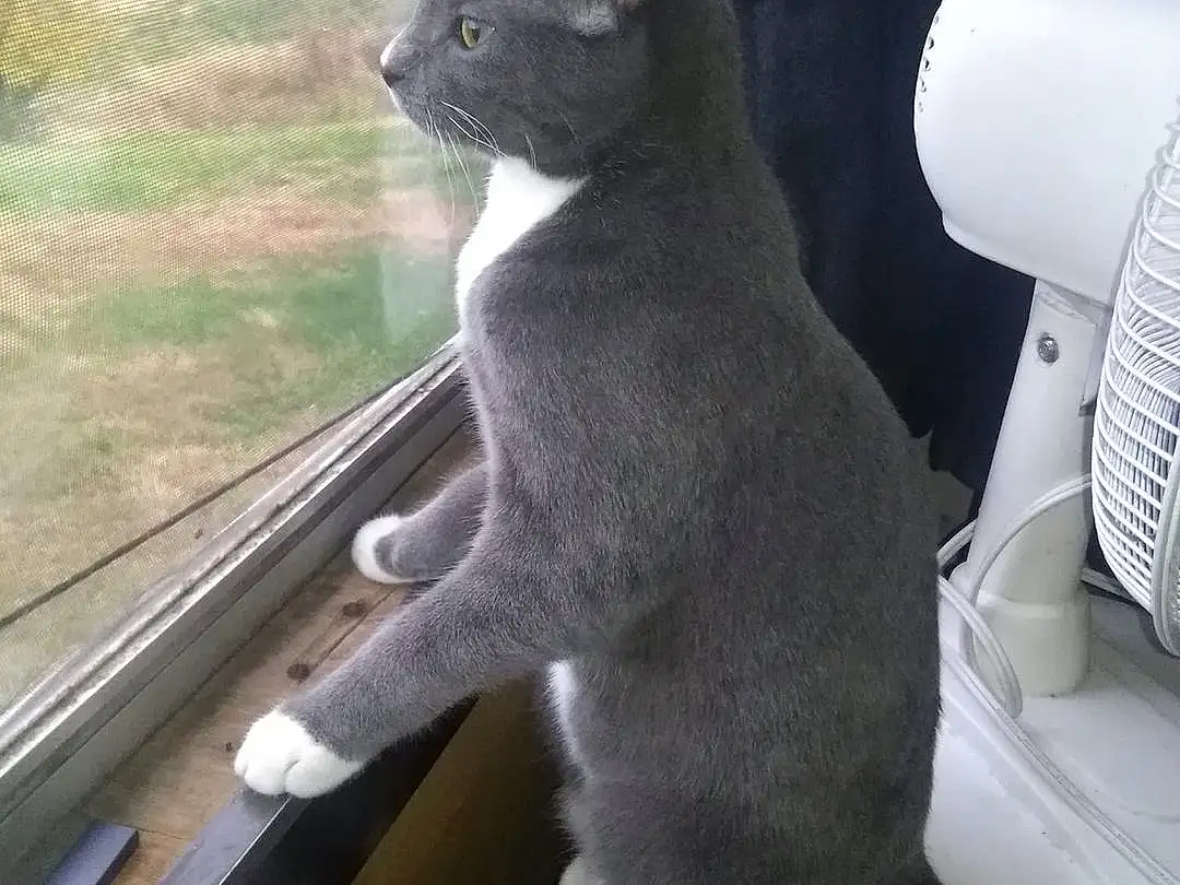 Cat, Russian blue, Korat, Chartreux, British Shorthair, Domestic short-haired cat, Whiskers, Furry friends, Snout, Kitten, Window, Tail