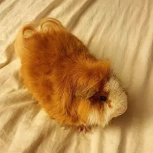 Name Guinea Pig Angelo