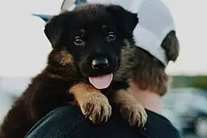 Name German Shepherd Dog Kano