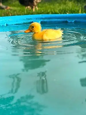 Name Other Pets Duckie