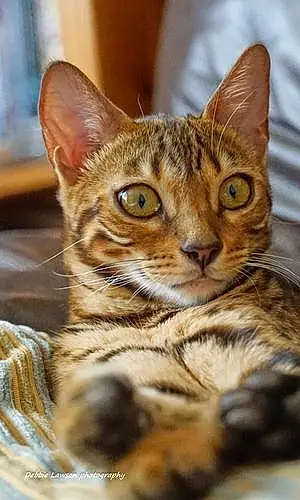 Name Bengal Cat Kizzy