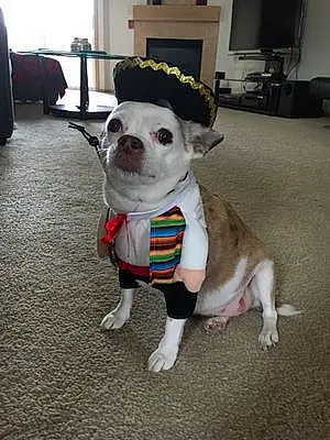 Name Chihuahua Dog Aubrey