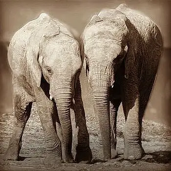 Elephant Calfs