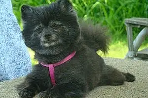 Name Pomeranian Dog Cynder