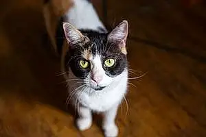 Name American Shorthair Cat Catalina