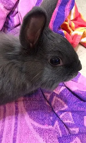 Name Rabbit Herbert