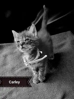 Name Cat Carley