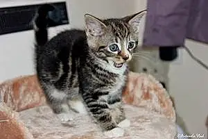 Name European Shorthair Cat Fizzy