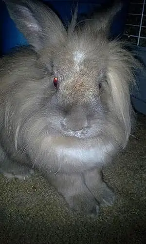 Name Rabbit Jo-jo