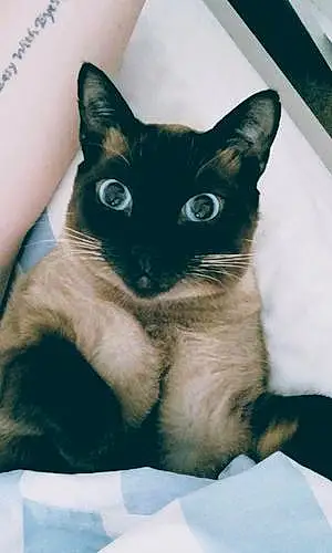 Name Cat Keiko