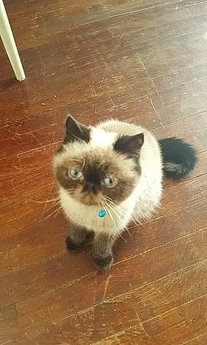 Name Persian Cat Grumpy