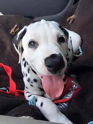 Name Dalmatian Dog Dipstick