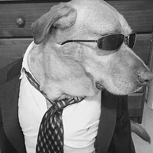 Name Labrador Retriever Dog Hogan