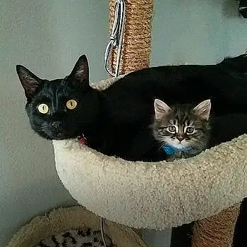 Onyx And Orion