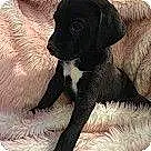 Name Labrador Retriever Dog Jenna