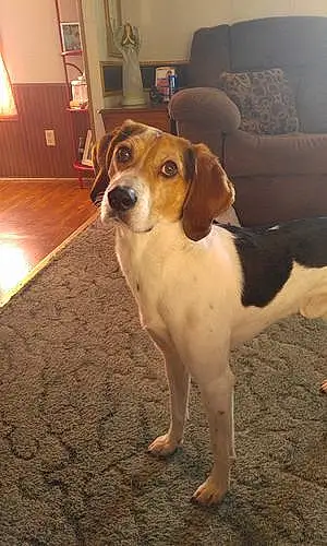 Name Beagle Dog Hayden
