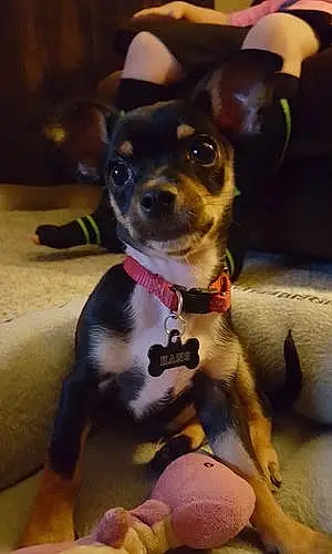 Name Chihuahua Dog Hans