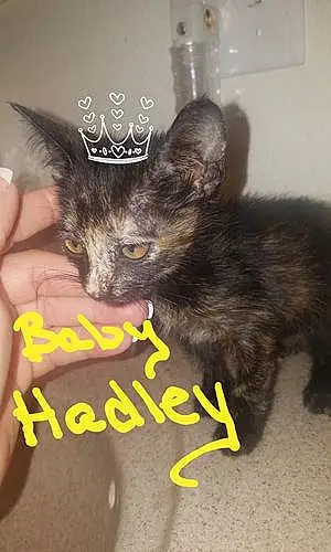 Name Cat Hadley