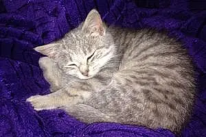 Name American Shorthair Cat Krystal