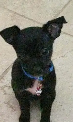 Name Chihuahua Dog Jr