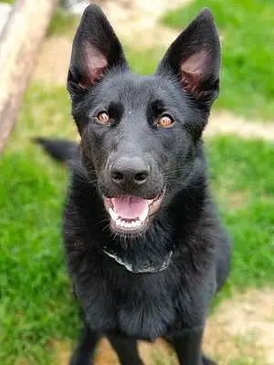 Name German Shepherd Dog Alli