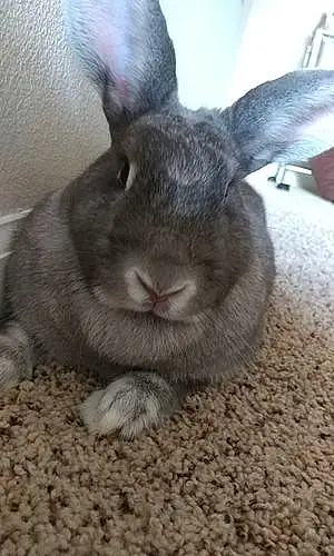 Name Mini Rex Rabbit Judy