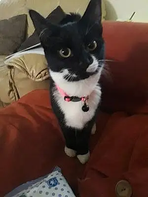 Name British Shorthair Cat Gabi