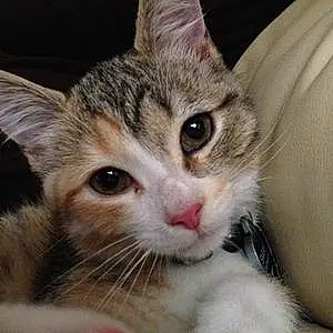 Name American Shorthair Cat Katara
