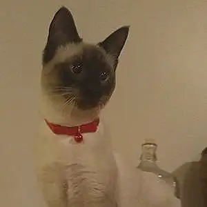 Name Siamese Cat Jinxie