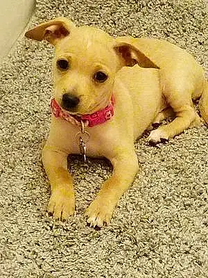 Name Chihuahua Dog Hazelnut