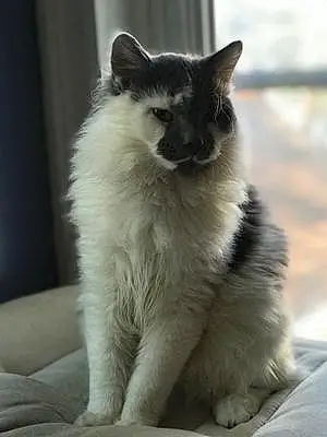 Name Cat Kramer