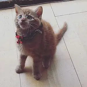 Name Bengal Cat Dorito