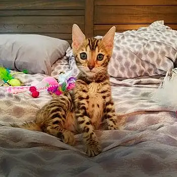 Benzy The Bengal