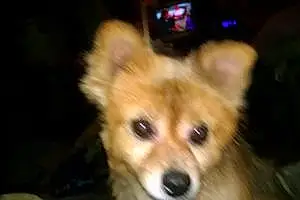 Name Pomeranian Dog Boo-boo