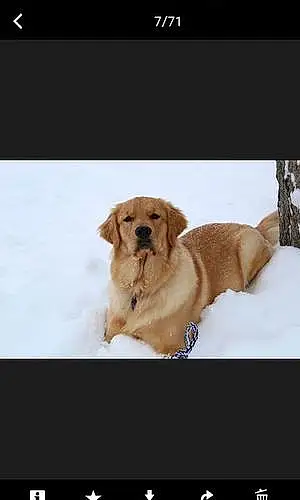 Name Golden Retriever Dog Hadley