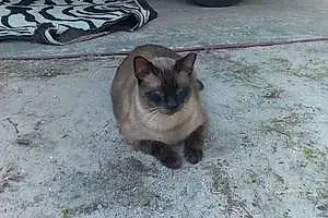 Name Siamese Cat Buddah