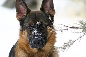 Name German Shepherd Dog Diezel
